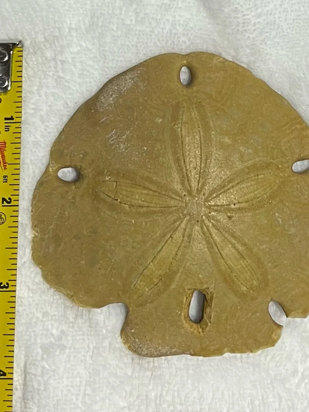 Natural Keyhole Sand Dollar Shell Beach Ocean Coastal Decor Collectible 4-5 In